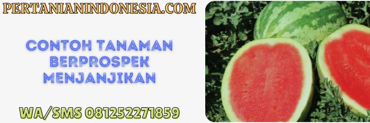 peluang bisnis,agrobisnis,agribisnis,budidaya,budidaya tanaman